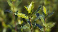 Fresh green leaves with water droplets on blurred natural background, showcasing morning dew on plant foliage in spring garden.