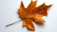 Single golden-orange maple leaf with detailed veins isolated on white background, showcasing autumn colors and natural texture for seasonal design projects.