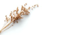 Delicate dried brown grass stems with tiny flowers on white background, natural botanical minimalist composition for design projects and creative layouts.