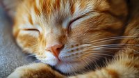 Peaceful ginger cat sleeping close-up portrait showing whiskers and soft fur texture. Serene feline face with closed eyes captures tender moment of rest.