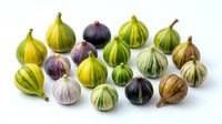 Assorted fresh figs with green, yellow, purple and brown striped skin isolated on white background, ready for culinary and food styling design projects.