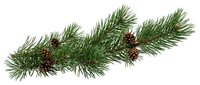 Evergreen pine branch with small brown cones isolated on white background for holiday decorations and seasonal design projects.