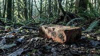 Old weathered brick lies abandoned on forest floor surrounded by ferns and fallen leaves in natural woodland setting for rustic design projects.