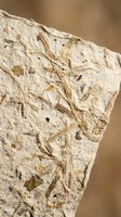 Ancient fossil specimen with preserved organic matter and sedimentary layers showing natural geological formation and paleontological research material.