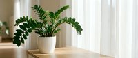 ZZ plant in white ceramic pot on wooden table near window with natural light creating peaceful indoor garden atmosphere for home decor and wellness.