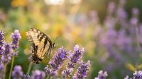 Yellow swallowtail butterfly feeding on purple lavender flowers in sunny garden with soft bokeh background for nature and wildlife photography projects.