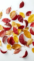 Colorful autumn leaves scattered on white background featuring red, yellow and orange foliage in natural fall colors for seasonal design projects.