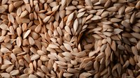 Organic brown rice grains in macro view showing natural texture and pattern of raw whole grain. Nutritious cereal background for healthy eating concept.