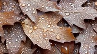 Autumn oak leaves covered in morning dew drops create natural pattern. Water droplets glisten on brown foliage surface showing seasonal weather conditions.