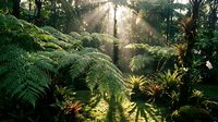 Lush tropical rainforest with dense fern vegetation and golden sunlight filtering through canopy, creating atmospheric rays in misty jungle environment for nature and travel content.