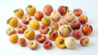 Fresh ripe peaches collection with yellow and pink varieties isolated on white background for healthy eating and summer fruit concepts.