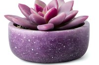 Pink succulent plant in purple sparkly ceramic pot against white background, isolated decorative houseplant for modern home decor and interior design.