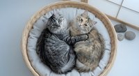 Two adorable tabby kittens cuddling together in wicker basket with soft white blanket on tiled floor. Pet care, animal companionship and feline friendship concept.