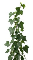 Climbing ivy plant with heart-shaped green leaves isolated on white background, suitable for design projects, botanical illustrations, and decorative applications.