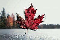 Vibrant red maple leaf on wet surface against blurred autumn forest background, dramatic close-up highlighting natural texture and seasonal transformation.