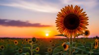 Vibrant sunflower blooms in golden field during stunning sunset with warm orange and purple sky colors creating peaceful agricultural landscape scene.