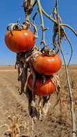 Ripe red tomatoes on dried withered vine against blue sky in harvested agricultural field, showing contrast between fresh fruit and dead plant matter.