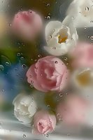 Delicate pink and white flowers behind wet glass with water drops creating dreamy, romantic atmosphere. Soft focus floral composition for greeting cards.