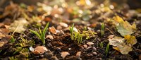 Seedlings sprouting from rich soil with bokeh background, representing growth, nature, gardening, agriculture, and environmental sustainability concepts.