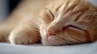 Adorable orange tabby kitten sleeping peacefully with eyes closed, soft fur and whiskers visible in warm natural lighting for pet care and animal content.