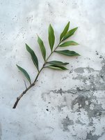 Fresh green branch with leaves on textured concrete background, minimalist botanical composition for wellness and spa design concepts.