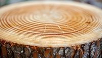 Fresh cut tree trunk cross section showing natural wood grain rings and bark texture for rustic carpentry and woodworking projects.