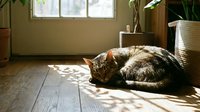 Tabby cat curled up sleeping on a sunlit wooden floor near a window with houseplants, cozy home interior with warm natural light.