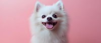 Adorable white Pomeranian dog with happy expression and tongue out on soft pink background for pet care marketing and social media content.