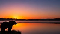 Bear silhouette at lake during golden hour sunrise with colorful sky reflection in calm water. Wildlife nature scene for outdoor adventure content.