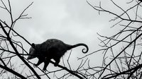 Black cat silhouette walking on bare tree branches against cloudy sky. Mysterious feline balancing on twisted limbs creates dramatic contrast for Halloween designs.