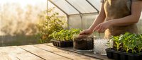 Gardener tending seedlings in greenhouse with natural sunlight, nurturing young plants in pots for spring planting and cultivation.