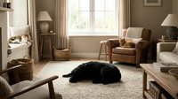 Cozy living room interior with sleeping black dog on woven rug, leather armchair, natural lighting through large windows creating warm domestic atmosphere.