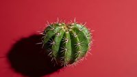 Green barrel cactus with sharp spines casting shadow on vibrant red background. Desert plant succulent for home decor and botanical design projects.