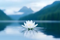 White water lily floating on calm mountain lake surface with misty peaks in background, creating serene natural meditation atmosphere.