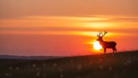 Majestic stag silhouette standing on hillside against vibrant orange sunset sky. Wildlife photography capturing serene moment in natural habitat for outdoor themes.