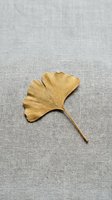 Golden ginkgo leaf on neutral linen fabric background. Natural autumn botanical element for seasonal design projects and organic wellness concepts.
