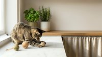 Tabby cat playing with toy ball on white floor near wooden table with potted herbs and plants in bright natural light home interior setting.