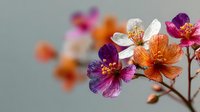 Delicate cosmos flowers in vibrant purple and orange hues with translucent petals creating soft bokeh background for spring garden designs.
