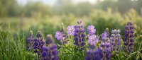 Purple lupine wildflowers blooming in natural meadow with soft bokeh background creating peaceful spring garden scene for nature and botanical designs.