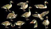 Waterfowl collection featuring multiple geese in various poses and angles, isolated on transparent background. Ready for clipart, t-shirt design, print-on-demand products, stickers, and sublimation projects.