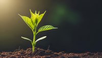 Young green plant seedling emerging from rich brown soil with bright sunlight creating natural growth and development concept for environmental projects.