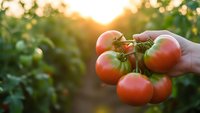 Fresh ripe tomatoes held in hands during golden hour harvest in organic garden with warm sunlight creating natural glow for healthy farming concept.