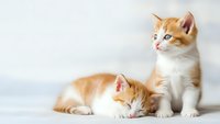 Two adorable orange and white tabby kittens on clean white background, one sitting alert while other rests peacefully, perfect for pet care designs.