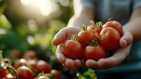 Fresh ripe cherry tomatoes cupped in hands during harvest time in organic garden with natural sunlight creating warm bokeh background for healthy eating.