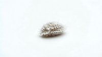 Close-up of a white textured seashell or mollusk shell specimen isolated on neutral background for scientific, educational, or natural history documentation purposes.