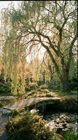 Serene weeping willow tree overhanging tranquil pond with stone bridge in peaceful botanical garden during golden hour autumn light creating natural sanctuary.