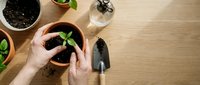 Woman's hands planting seedling in pot with soil on wooden surface, gardening tools and plants nearby, indoor growing setup.