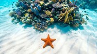 Vibrant coral reef ecosystem with orange starfish on sandy ocean floor. Tropical marine life underwater scene for diving and snorkeling content.