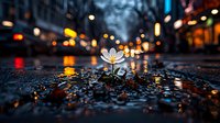 Single white flower growing through urban pavement at night, with bokeh city lights and rain drops creating reflective surface on wet asphalt street.