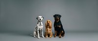 Three purebred dogs sitting together against neutral gray background, including dalmatian, golden retriever, and black doberman pinscher for pet care and veterinary advertising.